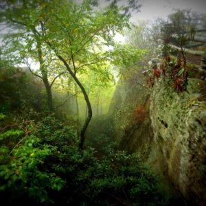 Foggy Coopers Rock #2