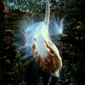 Bursting Milkweed Seed Pod #1