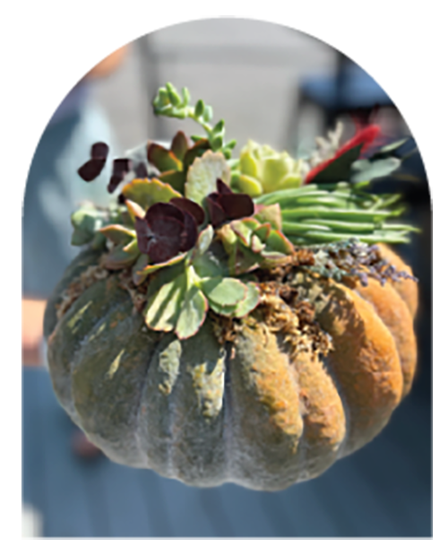 Live pumpkin filled with living plants for a fall centerpiece
